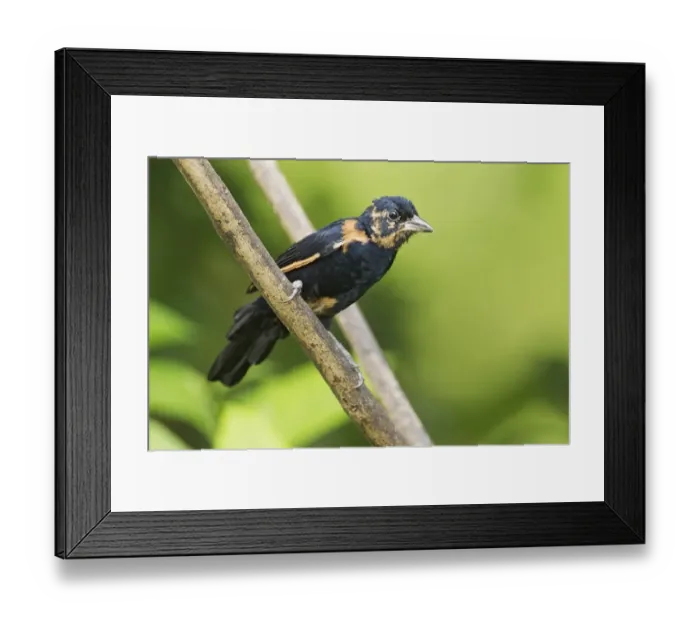 Framed Print : White-lined Tanager (Tachyphonus rufus) juvenile male, perched on twig, Trinidad, Trinidad and Tobago, November Framed Print : White-lined Tanager (Tachyphonus rufus) juvenile male, perched on twig, Trinidad, Trinidad and Tobago, November
