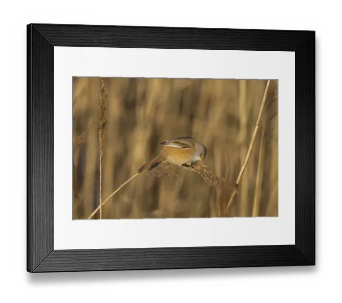 Framed Print : Bearded Tit (Panurus biarmicus) adult female, feeding on reed seeds, Cley Marshes Reserve, Cley-next-the-Sea, Norfolk