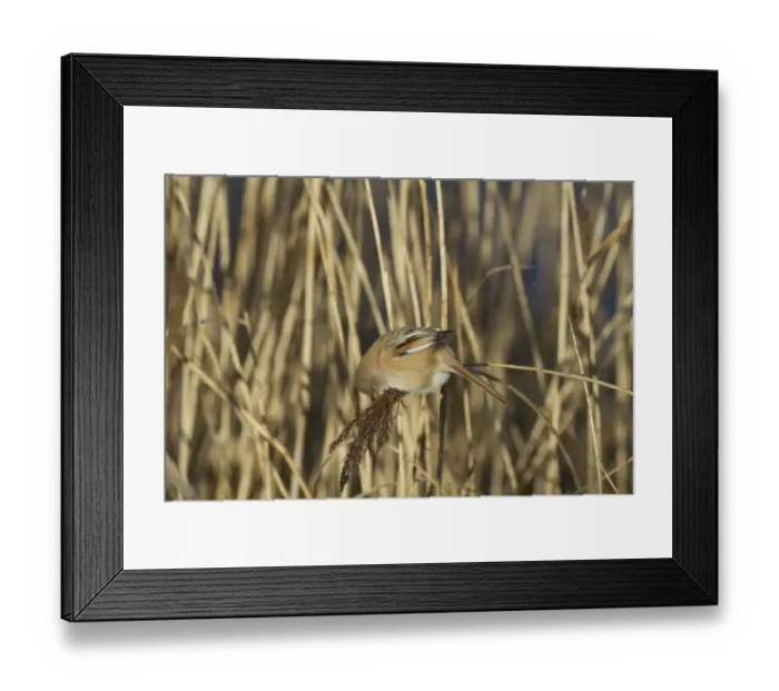 Framed Print : Bearded Tit (Panurus biarmicus) adult female, feeding on reed seeds, Cley Marshes Reserve, Cley-next-the-Sea, Norfolk Framed Print : Bearded Tit (Panurus biarmicus) adult female, feeding on reed seeds, Cley Marshes Reserve, Cley-next-the-Sea, Norfolk