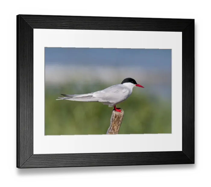 Framed Print : Arctic Tern (Sterna paradisea) adult, breeding plumage, standing on wooden post, Beadnell, Northumberland, England Framed Print : Arctic Tern (Sterna paradisea) adult, breeding plumage, standing on wooden post, Beadnell, Northumberland, England