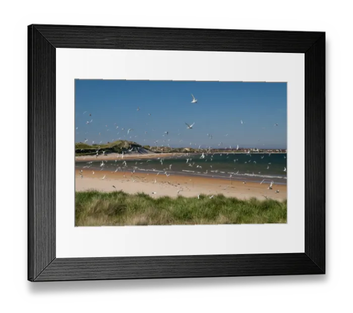 Framed Print : Arctic Tern (Sterna paradisea) flock, in flight over colony, Beadnell, Northumberland, England, June Framed Print : Arctic Tern (Sterna paradisea) flock, in flight over colony, Beadnell, Northumberland, England, June
