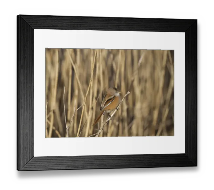 Framed Print : Bearded Tit (Panurus biarmicus) adult female, perched on stem in reedbed, Cley Marshes Reserve, Cley-next-the-Sea Framed Print : Bearded Tit (Panurus biarmicus) adult female, perched on stem in reedbed, Cley Marshes Reserve, Cley-next-the-Sea