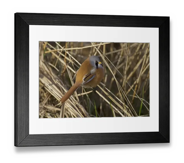Framed Print : Bearded Tit (Panurus biarmicus) adult male, perched on reed stem, Cley Marshes Reserve, Cley-next-the-Sea, Norfolk Framed Print : Bearded Tit (Panurus biarmicus) adult male, perched on reed stem, Cley Marshes Reserve, Cley-next-the-Sea, Norfolk