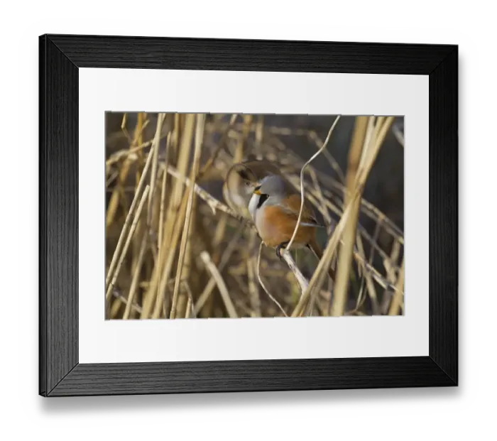 Framed Print : Bearded Tit (Panurus biarmicus) adult pair, with female preening male, Cley Marshes Reserve, Cley-next-the-Sea Framed Print : Bearded Tit (Panurus biarmicus) adult pair, with female preening male, Cley Marshes Reserve, Cley-next-the-Sea