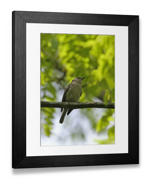 Framed Print : Ashy Flycatcher (Muscicapa caerulescens) adult, perched on branch, Opro Forest, Ghana, February