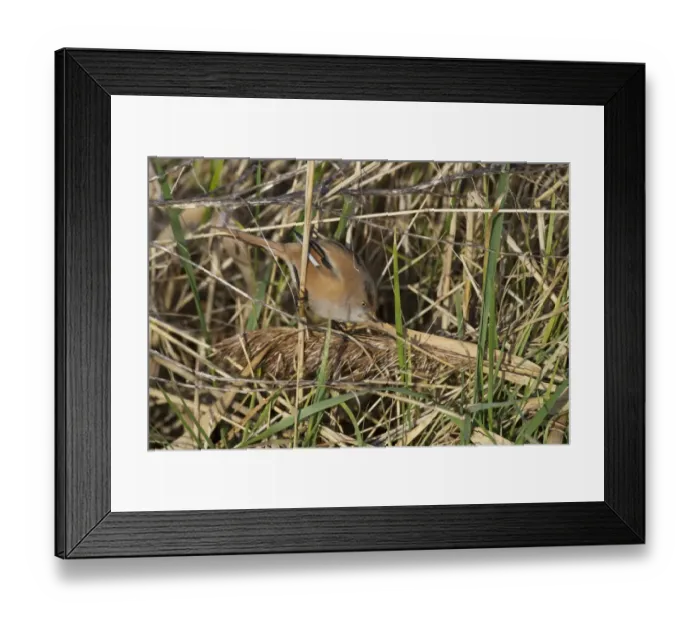 Framed Print : Bearded Tit (Panurus biarmicus) adult female, feeding on fallen reed seeds, Cley Marshes Reserve, Cley-next-the-Sea Framed Print : Bearded Tit (Panurus biarmicus) adult female, feeding on fallen reed seeds, Cley Marshes Reserve, Cley-next-the-Sea