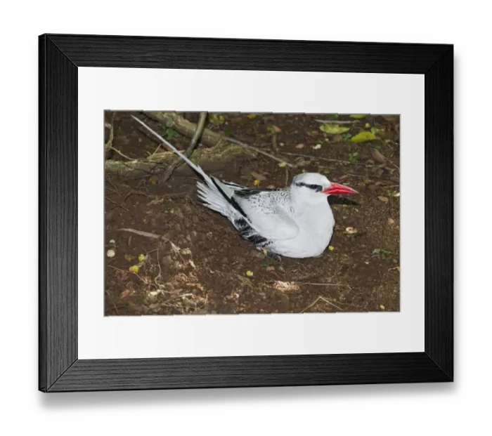 Framed Print : Red-billed Tropicbird (Phaethon aethereus) adult, sitting at nest, Little Tobago, Tobago, Trinidad and Tobago, November Framed Print : Red-billed Tropicbird (Phaethon aethereus) adult, sitting at nest, Little Tobago, Tobago, Trinidad and Tobago, November