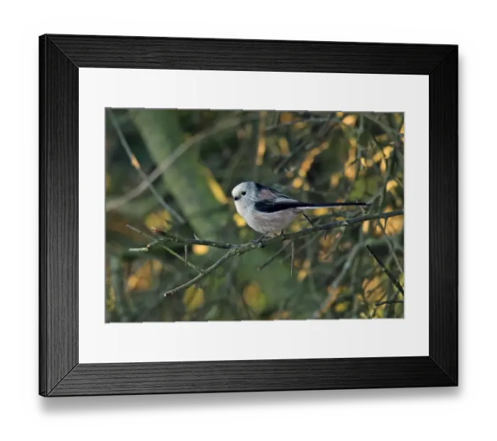 Framed Print : Long-tailed Tit (Aegithalos caudatus caudatus) white-headed northern race, adult, perched on twig, Norfolk, England Framed Print : Long-tailed Tit (Aegithalos caudatus caudatus) white-headed northern race, adult, perched on twig, Norfolk, England