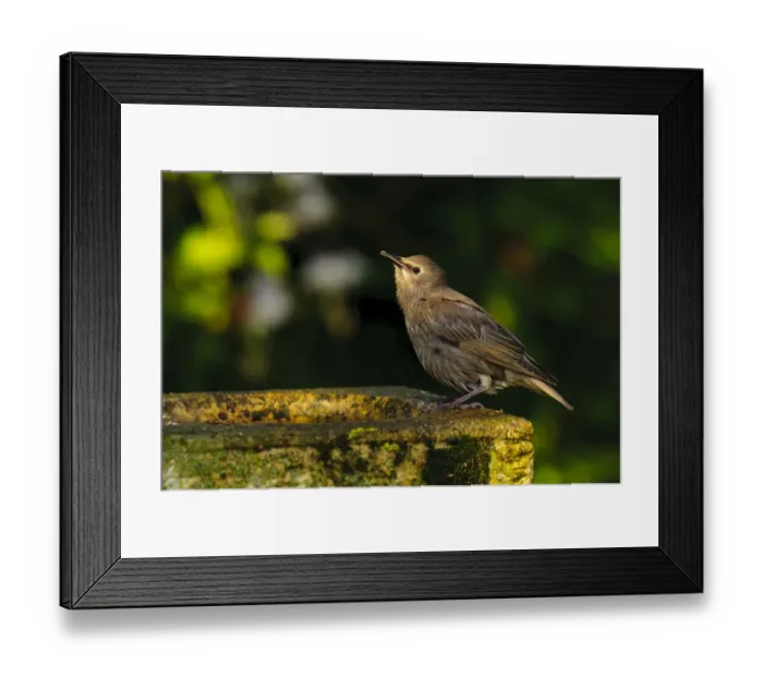 Framed Print : Common Starling (Sturnus vulgaris) juvenile, newly fledged, drinking at birdbath in garden, Thirsk, North Yorkshire