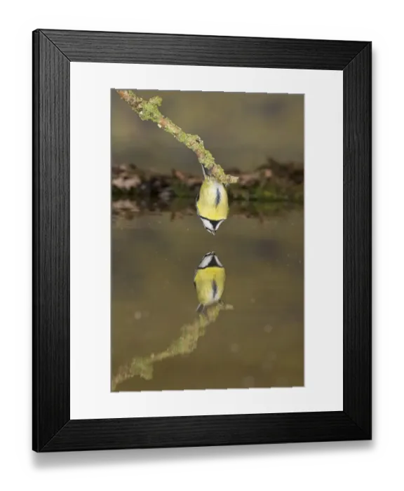 Framed Print : Blue Tit (Cyanistes caeruleus) adult, drinking, clinging to twig above water with reflection, Suffolk, England Framed Print : Blue Tit (Cyanistes caeruleus) adult, drinking, clinging to twig above water with reflection, Suffolk, England
