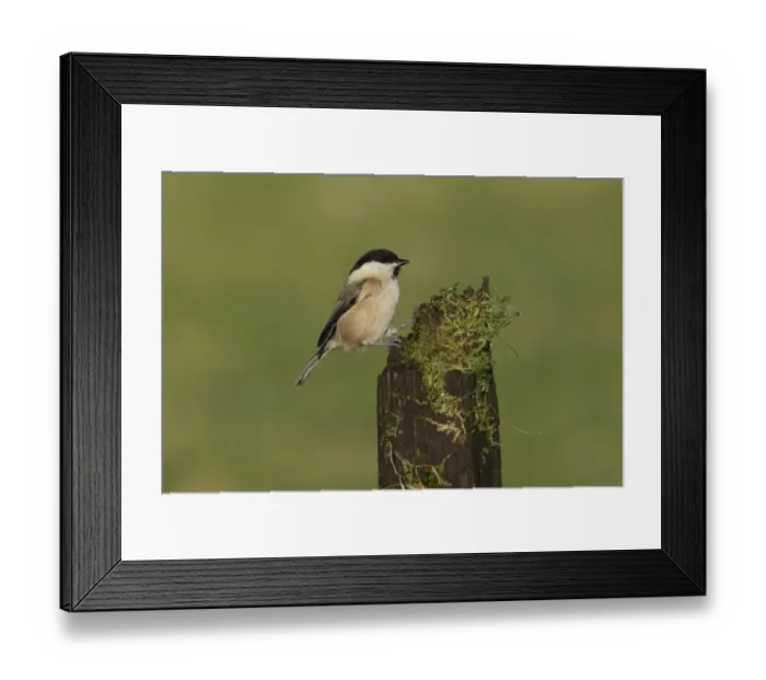 Framed Print : Willow Tit (Parus montanus) adult, perched on mossy stump, West Yorkshire, England, December Framed Print : Willow Tit (Parus montanus) adult, perched on mossy stump, West Yorkshire, England, December