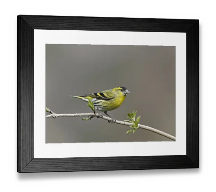Framed Print : Eurasian Siskin (Carduelis spinus) adult male, perched on Elder (Sambucus nigra) twig, Staffordshire, England, March Framed Print : Eurasian Siskin (Carduelis spinus) adult male, perched on Elder (Sambucus nigra) twig, Staffordshire, England, March