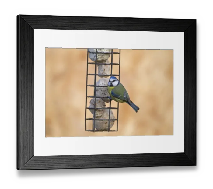 Framed Print : Blue Tit (Cyanistes caeruleus) adult, feeding at fat ball feeder in garden, Norfolk, England, February Framed Print : Blue Tit (Cyanistes caeruleus) adult, feeding at fat ball feeder in garden, Norfolk, England, February