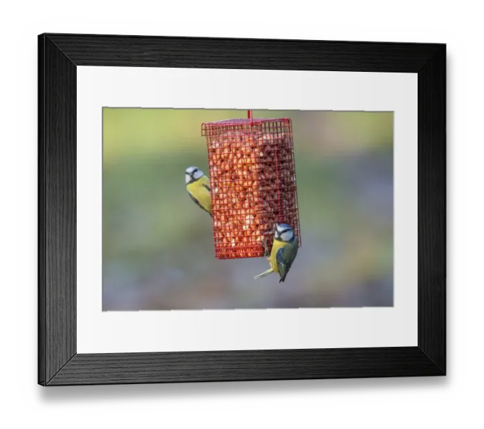 Framed Print : Blue Tit (Parus caeruleus) two adults, feeding at hanging peanut feeder, Norfolk, England, December Framed Print : Blue Tit (Parus caeruleus) two adults, feeding at hanging peanut feeder, Norfolk, England, December