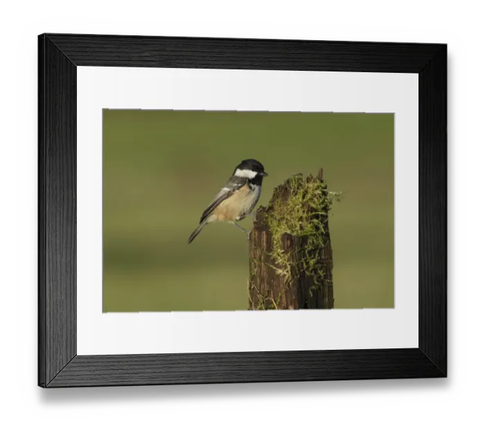 Framed Print : Coal Tit (Periparus ater) adult, perched on mossy stump, West Yorkshire, England, December