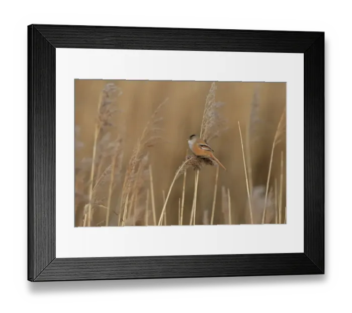 Framed Print : Bearded Tit (Panurus biarmicus) adult female, feeding on reed seeds in reedbed, Norfolk, England, March Framed Print : Bearded Tit (Panurus biarmicus) adult female, feeding on reed seeds in reedbed, Norfolk, England, March