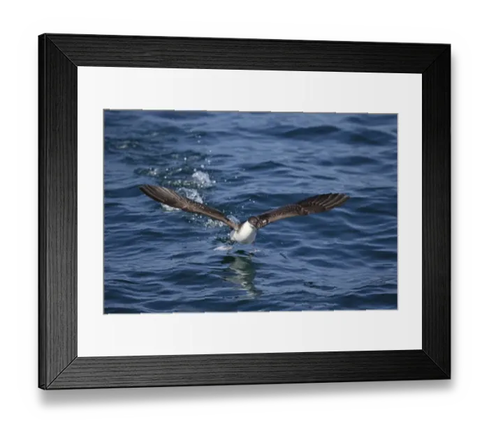 Framed Print : Great Shearwater (Puffinus gravis) adult, taking off from surface of sea, Morocco, November Framed Print : Great Shearwater (Puffinus gravis) adult, taking off from surface of sea, Morocco, November