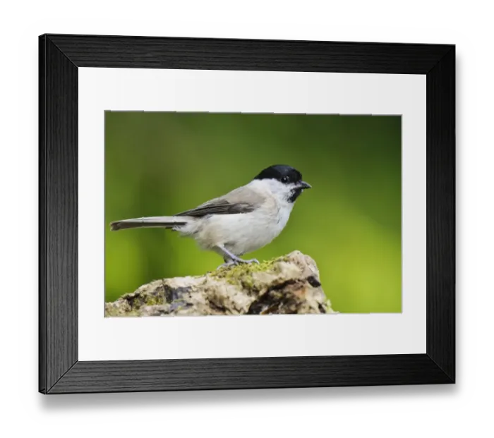 Framed Print : Marsh Tit (Poecile palustris) adult, perched on log, Hale, Cumbria, England, May Framed Print : Marsh Tit (Poecile palustris) adult, perched on log, Hale, Cumbria, England, May