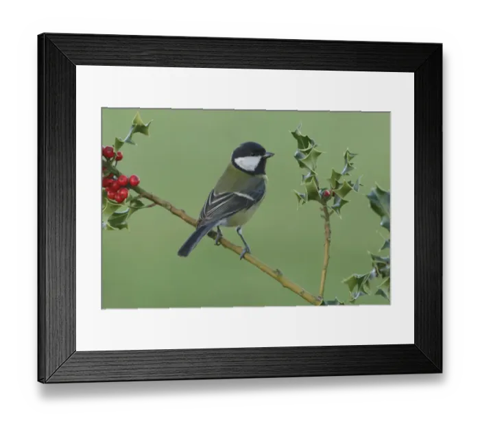 Framed Print : Great Tit (Parus major) adult, perched on European Holly (Ilex aquifolium) twig with ripe berries, West Yorkshire Framed Print : Great Tit (Parus major) adult, perched on European Holly (Ilex aquifolium) twig with ripe berries, West Yorkshire