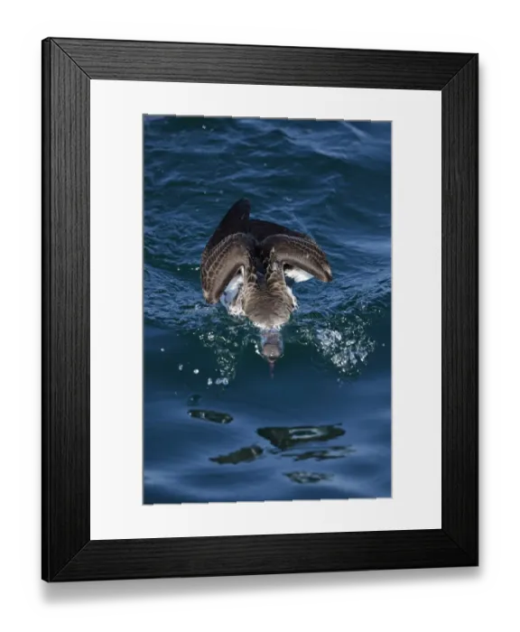 Framed Print : Great Shearwater (Puffinus gravis) adult, feeding at surface of sea, with head submerged, Morocco, November Framed Print : Great Shearwater (Puffinus gravis) adult, feeding at surface of sea, with head submerged, Morocco, November