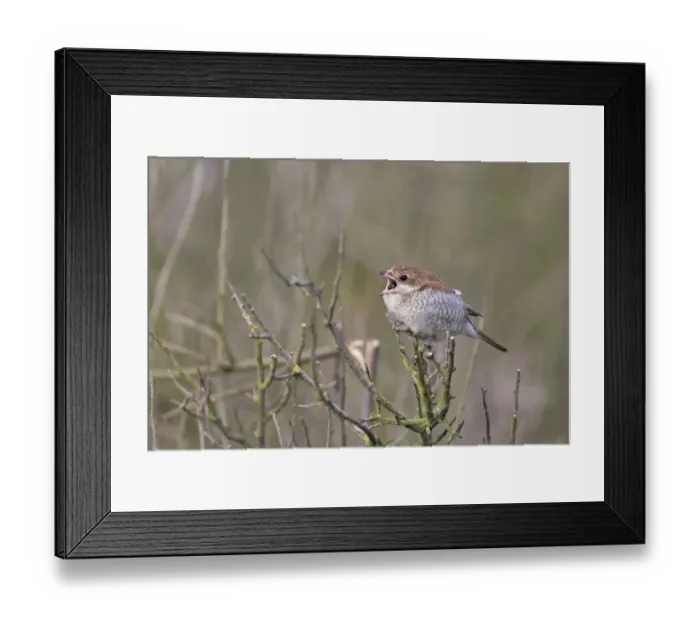 Framed Print : Red-backed Shrike (Lanius collurio) juvenile, regurgitating pellet, perched on twig, Suffolk, England, October Framed Print : Red-backed Shrike (Lanius collurio) juvenile, regurgitating pellet, perched on twig, Suffolk, England, October