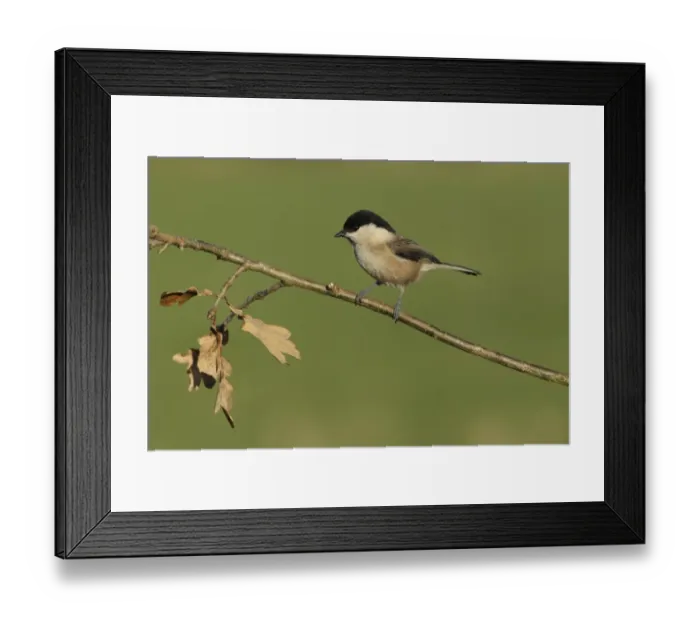 Framed Print : Willow Tit (Parus montanus) adult, perched on twig, West Yorkshire, England, December Framed Print : Willow Tit (Parus montanus) adult, perched on twig, West Yorkshire, England, December