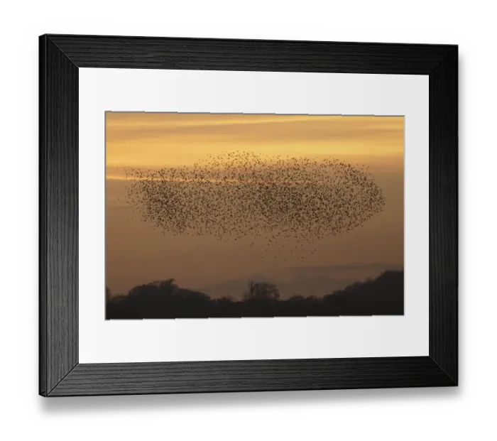 Framed Print : Common Starling (Sturnus vulgaris) flock, in flight, gathering to roost, above treeline at sunset, West Yorkshire Framed Print : Common Starling (Sturnus vulgaris) flock, in flight, gathering to roost, above treeline at sunset, West Yorkshire