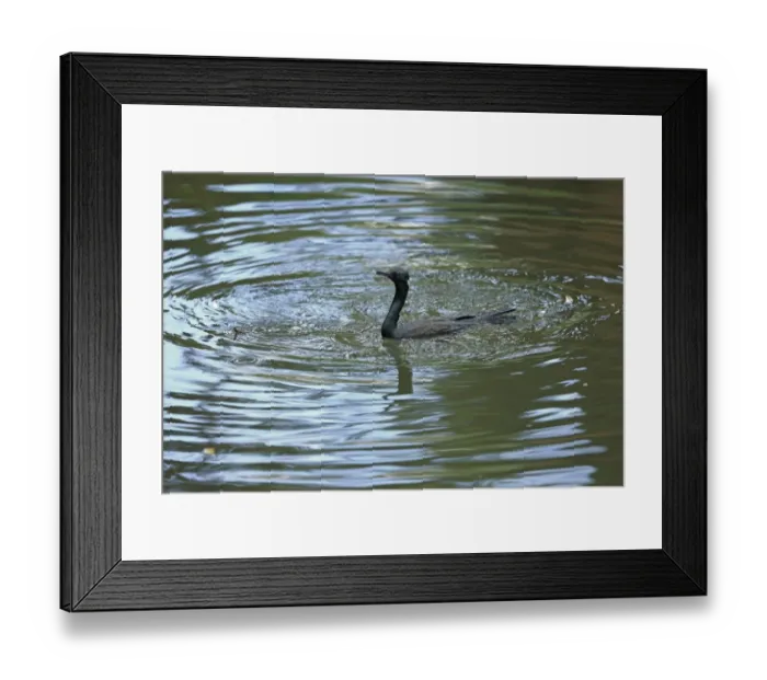 Framed Print : Indian Cormorant (Phalacrocorax fuscicollis) adult, breeding plumage, swimming, Sri Lanka, February