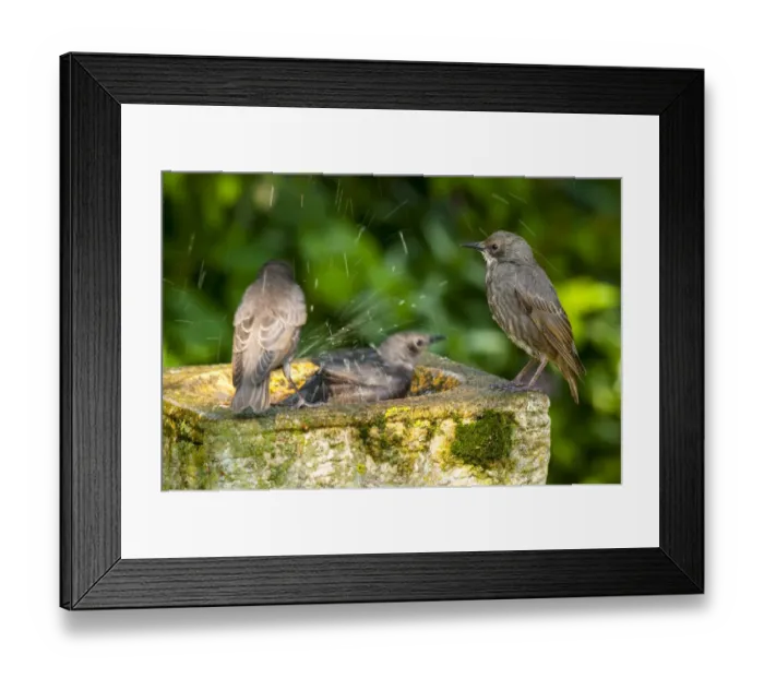 Framed Print : Common Starling (Sturnus vulgaris) three juveniles, newly fledged, bathing at birdbath in garden, Thirsk Framed Print : Common Starling (Sturnus vulgaris) three juveniles, newly fledged, bathing at birdbath in garden, Thirsk