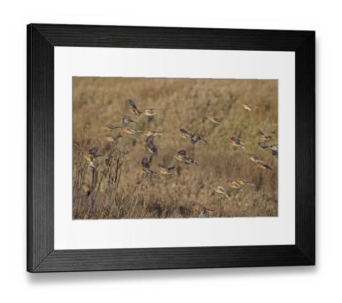 Framed Print : Twite (Acanthis flavirostris) flock, non-breeding plumage, in flight over saltmarsh, Norfolk, England, December Framed Print : Twite (Acanthis flavirostris) flock, non-breeding plumage, in flight over saltmarsh, Norfolk, England, December