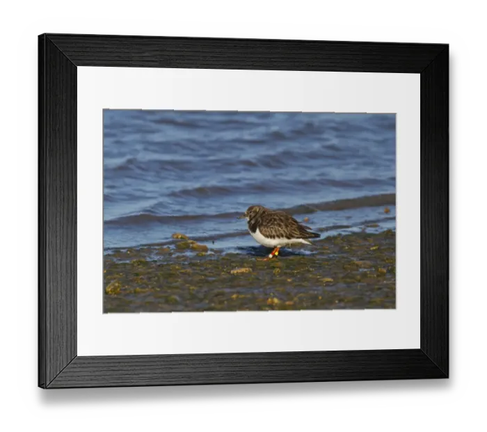 Framed Print : Ruddy Turnstone (Arenaria interpres) adult, non-breeding plumage, colour ringed legs, standing beside tidal creek Framed Print : Ruddy Turnstone (Arenaria interpres) adult, non-breeding plumage, colour ringed legs, standing beside tidal creek