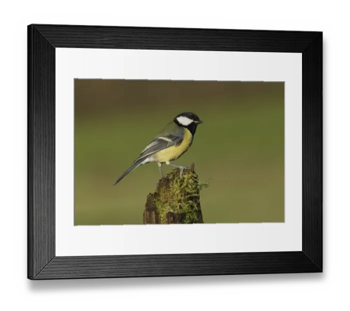 Framed Print : Great Tit (Parus major) adult, perched on mossy stump, West Yorkshire, England, December Framed Print : Great Tit (Parus major) adult, perched on mossy stump, West Yorkshire, England, December