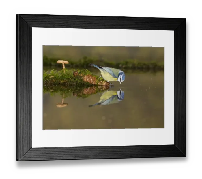 Framed Print : Blue Tit (Cyanistes caeruleus) adult, drinking, standing on cone at edge of water with reflection, Suffolk, England Framed Print : Blue Tit (Cyanistes caeruleus) adult, drinking, standing on cone at edge of water with reflection, Suffolk, England