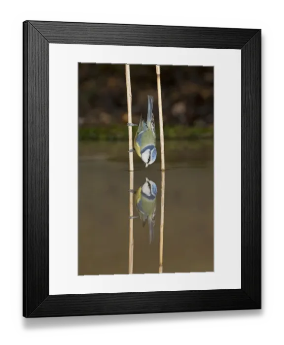 Framed Print : Blue Tit (Cyanistes caeruleus) adult, drinking, clinging to reed stem with reflection, Suffolk, England, January Framed Print : Blue Tit (Cyanistes caeruleus) adult, drinking, clinging to reed stem with reflection, Suffolk, England, January