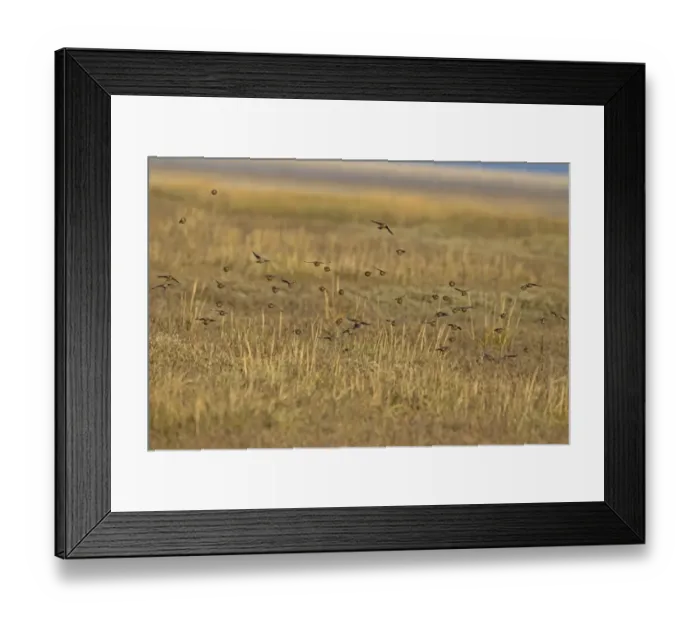 Framed Print : Twite (Acanthis flavirostris) flock, non-breeding plumage, in flight over saltmarsh, Norfolk, England, December Framed Print : Twite (Acanthis flavirostris) flock, non-breeding plumage, in flight over saltmarsh, Norfolk, England, December