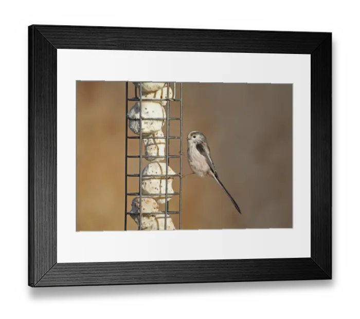 Framed Print : Long-tailed Tit (Aegithalos caudatus) adult, feeding at fat ball feeder in garden, Norfolk, England, February Framed Print : Long-tailed Tit (Aegithalos caudatus) adult, feeding at fat ball feeder in garden, Norfolk, England, February