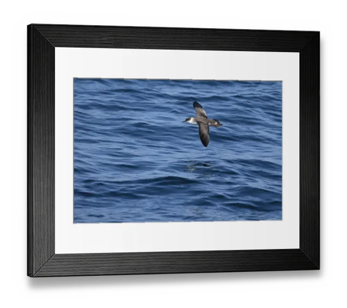 Framed Print : Great Shearwater (Puffinus gravis) adult, in flight over sea, Morocco, November Framed Print : Great Shearwater (Puffinus gravis) adult, in flight over sea, Morocco, November