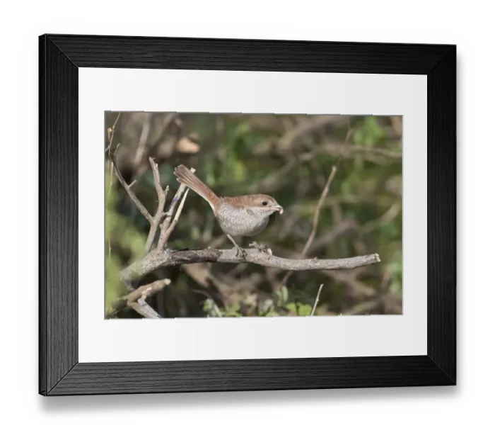 Framed Print : Red-backed Shrike (Lanius collurio) juvenile, with Harvestman (Opiliones sp. ) prey in beak, perched on twig, Suffolk Framed Print : Red-backed Shrike (Lanius collurio) juvenile, with Harvestman (Opiliones sp. ) prey in beak, perched on twig, Suffolk