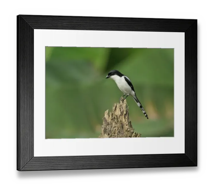 Framed Print : Common Fiscal (Lanius collaris smithii) adult, perched on stump, Atewa, Ghana, February