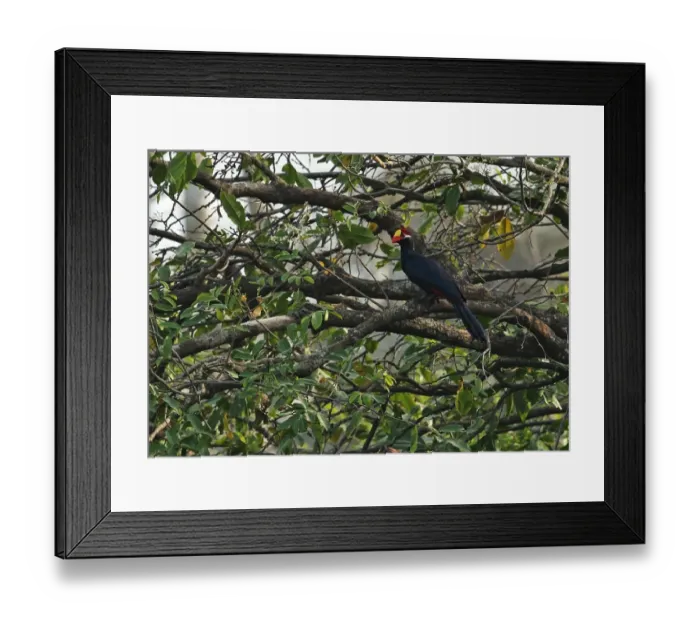 Framed Print : Violet Turaco (Musophaga violacea) adult, perched on branch, Shai Hills, Greater Accra Region, Ghana, February Framed Print : Violet Turaco (Musophaga violacea) adult, perched on branch, Shai Hills, Greater Accra Region, Ghana, February
