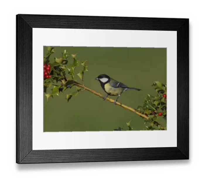 Framed Print : Great Tit (Parus major) adult, perched on European Holly (Ilex aquifolium) twig with ripe berries, West Yorkshire Framed Print : Great Tit (Parus major) adult, perched on European Holly (Ilex aquifolium) twig with ripe berries, West Yorkshire