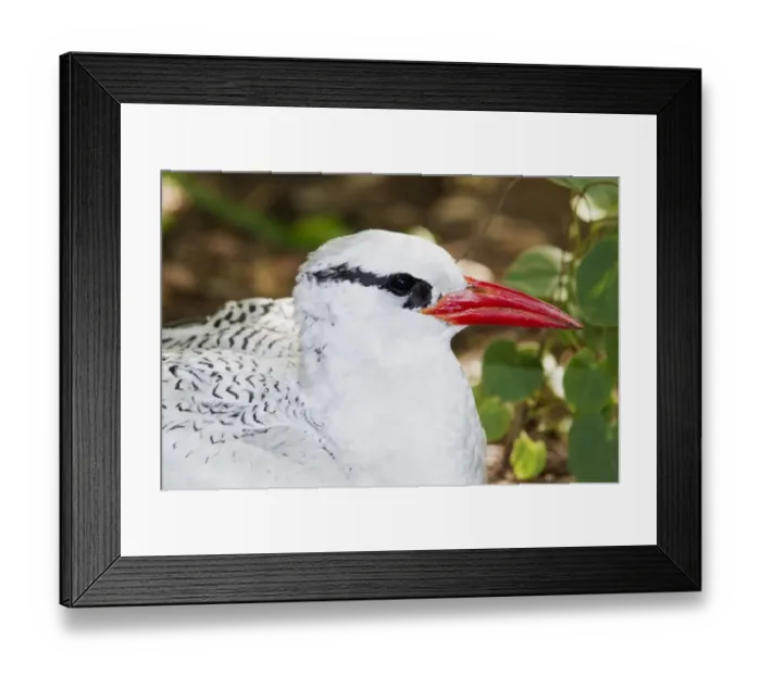 Framed Print : Red-billed Tropicbird (Phaethon aethereus) adult, close-up of head, sitting at nest, Little Tobago, Tobago Framed Print : Red-billed Tropicbird (Phaethon aethereus) adult, close-up of head, sitting at nest, Little Tobago, Tobago