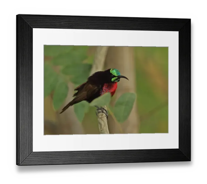 Framed Print : Scarlet-chested Sunbird (Chalcomitra senegalensis senegalensis) adult male, perched on twig, Mole N. P. Ghana, February Framed Print : Scarlet-chested Sunbird (Chalcomitra senegalensis senegalensis) adult male, perched on twig, Mole N. P. Ghana, February
