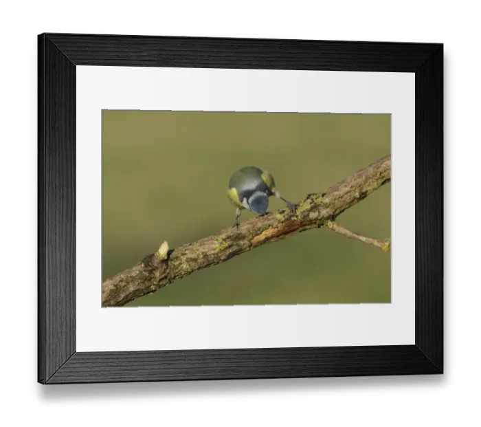 Framed Print : Blue Tit (Cyanistes caeruleus) adult, stripping bark from branch, West Yorkshire, England, December Framed Print : Blue Tit (Cyanistes caeruleus) adult, stripping bark from branch, West Yorkshire, England, December