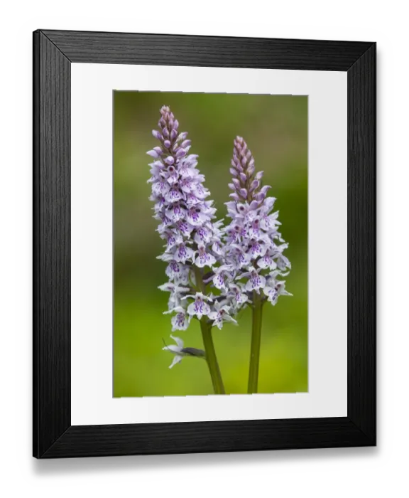 Framed Print : Common Spotted Orchid (Dactylorhiza fuchsii) close-up of two flowerspikes, growing on chalk grassland, North Downs Framed Print : Common Spotted Orchid (Dactylorhiza fuchsii) close-up of two flowerspikes, growing on chalk grassland, North Downs