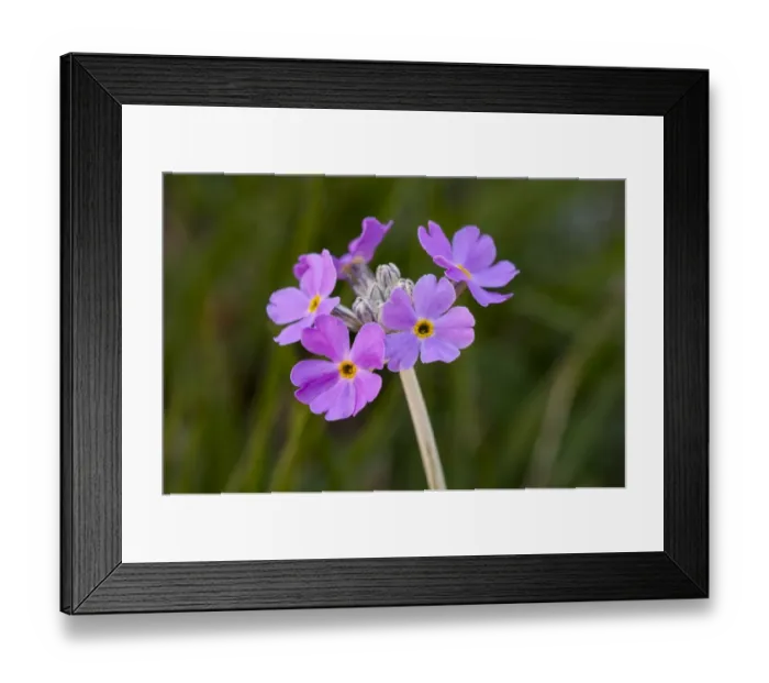 Framed Print : Birdseye Primrose (Primula farinosa) close-up of flowers, growing in woodland clearing, Challan Hall Woods, Silverdale Framed Print : Birdseye Primrose (Primula farinosa) close-up of flowers, growing in woodland clearing, Challan Hall Woods, Silverdale