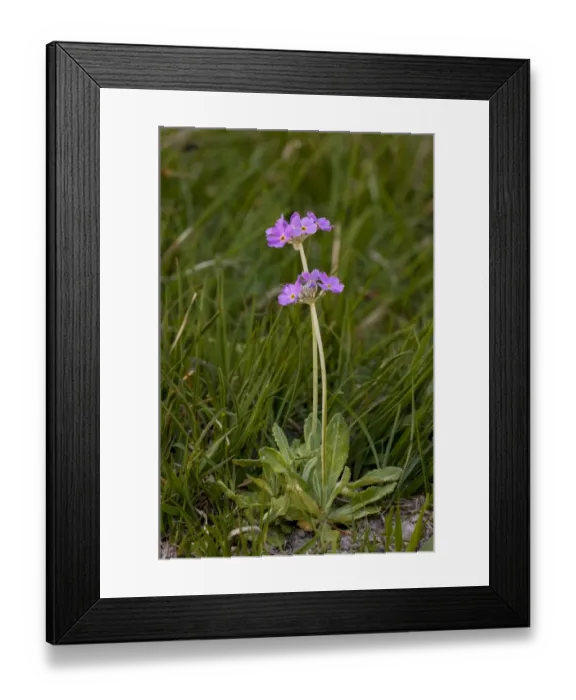 Framed Print : Birdseye Primrose (Primula farinosa) flowering, growing in woodland clearing, Challan Hall Woods, Silverdale Framed Print : Birdseye Primrose (Primula farinosa) flowering, growing in woodland clearing, Challan Hall Woods, Silverdale