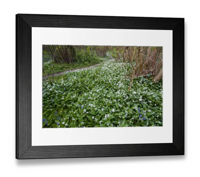 Framed Print : Ramsons (Allium ursinum) flowering mass, growing in coppice woodland habitat, Kent, England, May