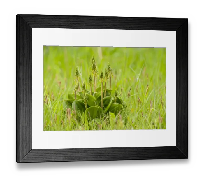 Framed Print : Common Twayblade (Neottia ovata) flowering, clump growing on roadside verge, Sandside, Cumbria, England, May
