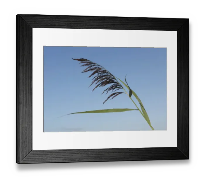 Framed Print : Common Reed (Phragmites australis) close-up of flowerhead, growing on site of former opencast coal mine, St Framed Print : Common Reed (Phragmites australis) close-up of flowerhead, growing on site of former opencast coal mine, St